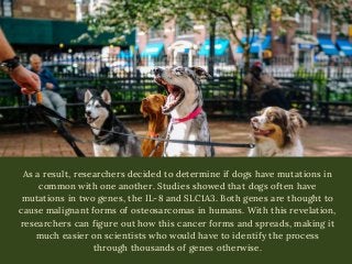 As a result, researchers decided to determine if dogs have mutations in
common with one another. Studies showed that dogs ...
