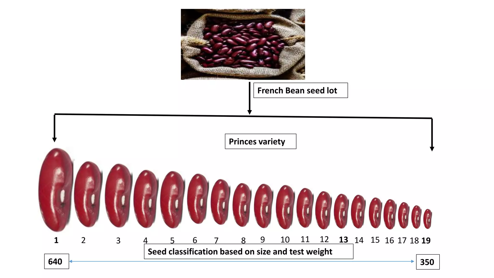1 43 5 62 7 109 11 128 1413 15 16 17 1918
640 350
Princes variety
French Bean seed lot
Seed classification based on size and test weight
 