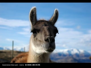 Queenstown Deer park - Llama 皇后鎮鹿公園的美洲駝
 