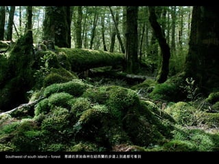 Southwest of south island – forest 葱綠的原始森林在紐西蘭的步道上到處都可看到
 