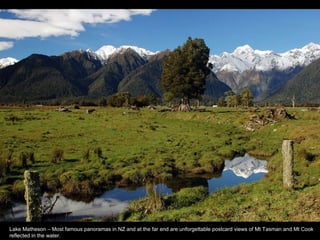 Lake Matheson – Most famous panoramas in NZ and at the far end are unforgettable postcard views of Mt Tasman and Mt Cook
reflected in the water.
 