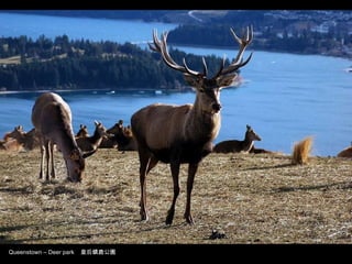 Queenstown – Deer park  皇后鎮鹿公園 