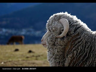 Queenstown – Deer park  皇后鎮鹿公園的綿羊 