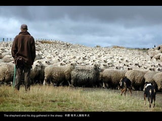 The shepherd and his dog gathered in the sheep.  羊群 牧羊人與牧羊犬 
