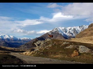 Queenstown Deer park –  冬天皇后鎮裡的鹿公園 