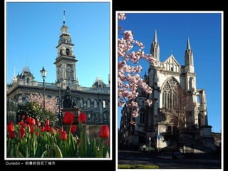 Dunedin –  初春的但尼丁城市 
