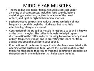 MIDDLE EAR MUSCLES
• The stapedius and tensor tympani muscles contract under
a variety of circumstances, including loud sounds, before
and during vocalization, tactile stimulation of the head
or face, and fight or flight behavioral responses.
• Such protective contractions reduce the transmission of low
frequency sound through the middle ear but have little
effect on high-frequency sound.
• Contraction of the stapedius muscle in response to sound is known
as the acoustic reflex. The reflex is thought to help in speech
discrimination (the reflex reduces masking by low frequency sound
of high-frequency stimuli) and in protecting the inner ear from
acoustic trauma of loud continuous sound.
• Contractions of the tensor tympani have also been associated with
opening of the eustachian tube, where the inward motion of the
tympanic membrane that results from the contraction produces an
overpressure in the middle ear that helps open the tube.
 