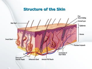 Structure of the SkinStructure of the Skin
 