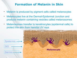Formation of Melanin in Skin
• Melanin is produced by pigment cells called melanocytes
• Melanocytes live at the Dermal-Epidermal Junction and
produce melanin containing vesicles called melanosomes
• Melanosomes transfer to keratinocytes (epidermal cells) to
protect the skin from harmful UV rays
Melanocyte
Epidermis
DEJ
Dermis
 