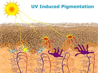 UV Induced Pigmentation
 