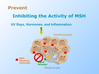 Inhibiting the Activity of MSH
UV Rays, Hormones, and Inflammation
Melanocyte
Keratinocytes
Signal
Receptor
MSH:
Signaling
molecules
Prevent
 