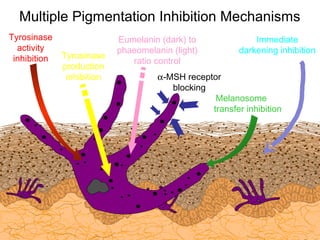 Melanosome 　
transfer inhibition
Tyrosinase
production
inhibition
Multiple Pigmentation Inhibition Mechanisms
Eumelanin (dark) to
phaeomelanin (light)
ratio control
Immediate
darkening inhibition
Tyrosinase
activity
inhibition
α-MSH receptor
blocking
 