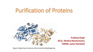 Purification of Proteins
Pradeep Singh
M.Sc. Medical Biochemistry
HIMSR, Jamia Hamdard
Figure: Quaternary structure of liver alcohol dehydrogenase
 