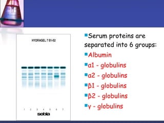Serum proteins are
separated into 6 groups:
Albumin
α1 - globulins
α2 - globulins
β1 - globulins
β2 - globulins
γ - globulins
 