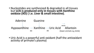 Comprehensive Overview of Purine and Uric Acid Metabolism and ...