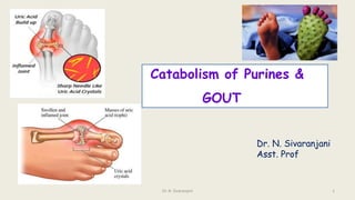 Catabolism of Purines &
GOUT
Dr. N. Sivaranjani
Asst. Prof
Dr. N. Sivaranjani 1
 