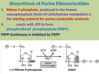 Biosynthesis of Purine Ribonucleotides
1. Ribose 5-phosphate, produced in the hexose
monophosphate shunt of carbohydrate metabolism is
the starting material for purine nucleotide synthesis.
It reacts with ATP to form
phsophoribosyl pyrophosphate (PRPP).
PRPP Synthetase is inhibited by PRPP
 