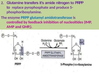 2. Glutamine transfers it’s amide nitrogen to PRPP
to replace pyrophosphate and produce 5-
phosphoribosylamine.
The enzyme PRPP glutamyl amidotransferase is
controlled by feedback inhibition of nucleoltides (IMP,
AMP and GMP,).
 