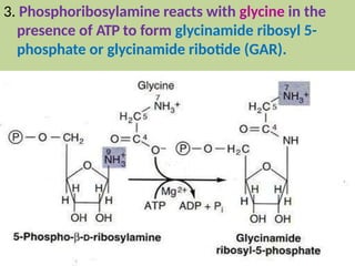 3. Phosphoribosylamine reacts with glycine in the
presence of ATP to form glycinamide ribosyl 5-
phosphate or glycinamide ribotide (GAR).
 