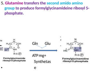 5. Glutamine transfers the second amido amino
group to produce formylglycinamideine ribosyl 5-
phosphate.
Gln Glu
ATPmg+
Synthetas
e
•
 
