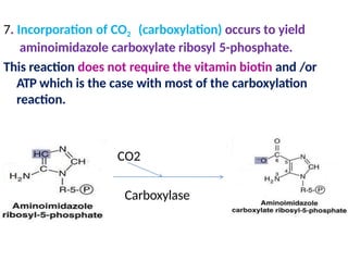 7. Incorporation of CO2 (carboxylation) occurs to yield
aminoimidazole carboxylate ribosyl 5-phosphate.
This reaction does not require the vitamin biotin and /or
ATP which is the case with most of the carboxylation
reaction.
CO2
8. Carboxylase
 