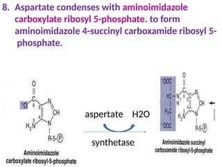 8. Aspartate condenses with aminoimidazole
carboxylate ribosyl 5-phosphate. to form
aminoimidazole 4-succinyl carboxamide ribosyl 5-
phosphate.
aspertate H2O
synthetase
 