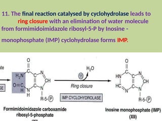11. The final reaction catalysed by cyclohydrolase leads to
ring closure with an elimination of water molecule
from formimidoimidazole ribosyl-5-P by Inosine -
monophosphate (IMP) cyclohydrolase forms IMP.
 