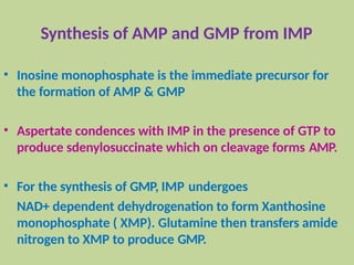 Synthesis of AMP and GMP from IMP
• Inosine monophosphate is the immediate precursor for
the formation of AMP & GMP
• Aspertate condences with IMP in the presence of GTP to
produce sdenylosuccinate which on cleavage forms AMP.
• For the synthesis of GMP, IMP undergoes
NAD+ dependent dehydrogenation to form Xanthosine
monophosphate ( XMP). Glutamine then transfers amide
nitrogen to XMP to produce GMP.
 