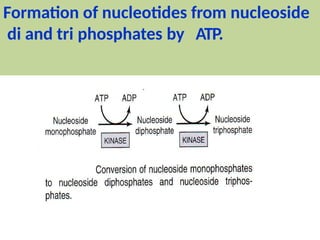 Formation of nucleotides from nucleoside
di and tri phosphates by ATP.
 