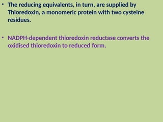 • The reducing equivalents, in turn, are supplied by
Thioredoxin, a monomeric protein with two cysteine
residues.
• NADPH-dependent thioredoxin reductase converts the
oxidised thioredoxin to reduced form.
 