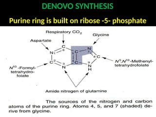 DENOVO SYNTHESIS
Purine ring is built on ribose -5- phosphate
 