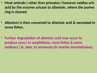 • Most animals ( other than primates ) however oxidise uric
acid by the enzyme uricase to allantoin, where the purine
ring is cleaved.
• Allantoin is then converted to allantoic acid & excreated in
some fishes.
• Further degradation of allantoic acid may occur to
produce urea ( in amphibians, most fishes & some
molluscs ) &, later, to ammonia (in marine invertebrates).
 