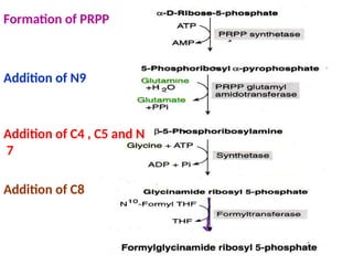 Formation of PRPP
Addition of N9
Addition of C4 , C5 and N
7
Addition of C8
 