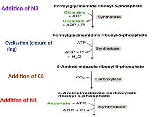 Addition of N3
Cyclisation (closure of
ring)
Addition of C6
Addition of N1
 