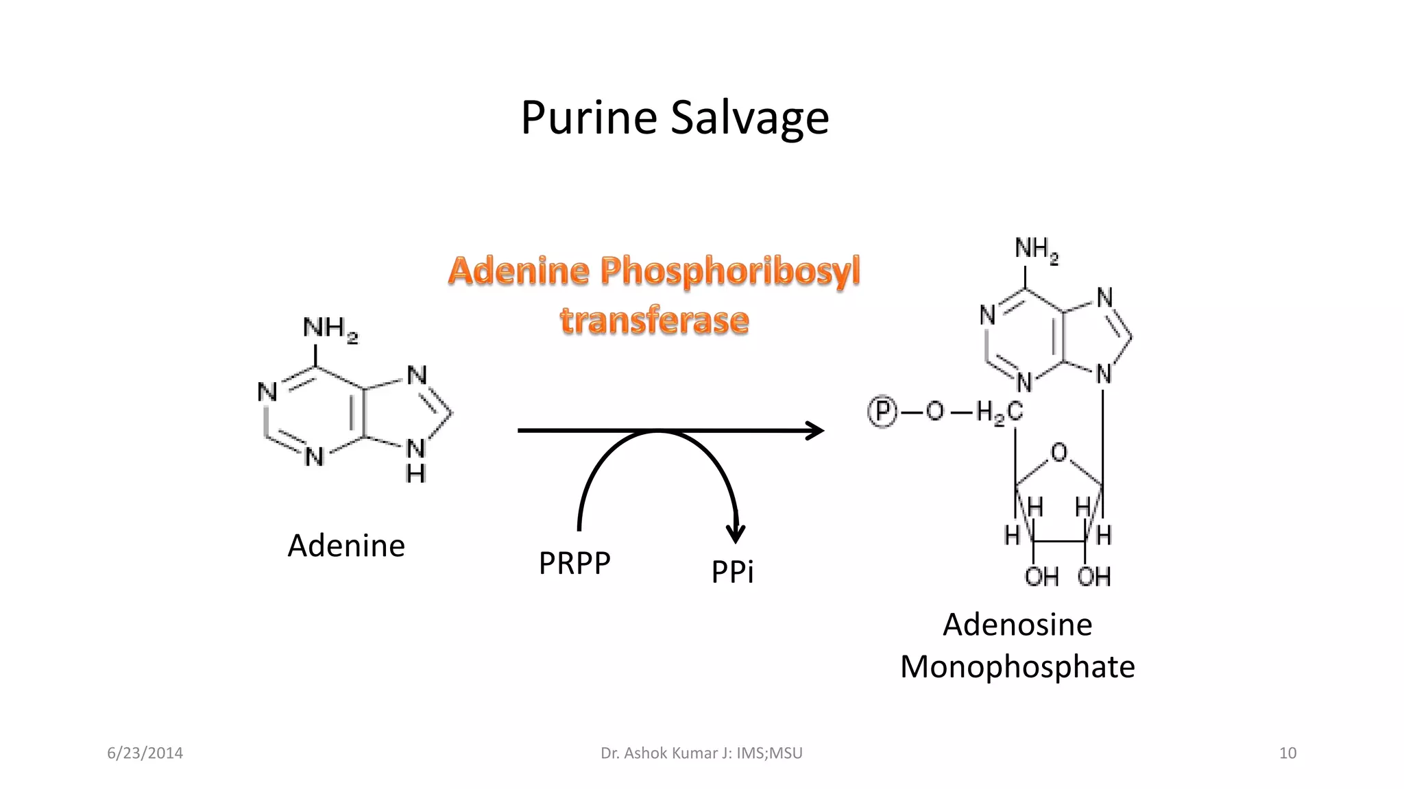 Purine pyrimidine metabolism and disorder | PDF