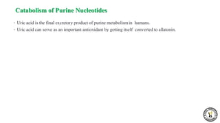 • Uric acid is the final excretory product of purine metabolismin humans.
• Uric acid can serve as an important antioxidant by getting itself converted to allatonin.
Catabolism of Purine Nucleotides
 