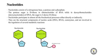 Nucleotides
• Nucleotides consist of a nitrogenous base, a pentose and a phosphate.
• The pentose sugar is D-ribose in ribonucleotides of RNA while in deoxyribonucleotides
(deoxynucleotides) of DNA, the sugar is 2-deoxy D-ribose.
• Nucleotides participate in almost all the biochemical processes either directly or indirectly.
• They are the structural components of nucleic acids (DNA, RNA), coenzymes, and are involved in
the regulation of several metabolic reactions
 