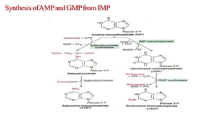SynthesisofAMPand GMPfromIMP
 