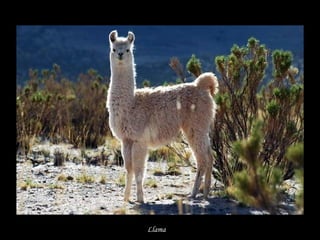 Llama
 