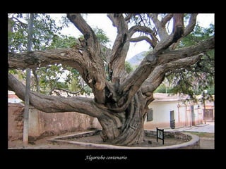 Algarrobo centenario   