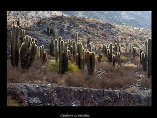 Cardones a contraluz 