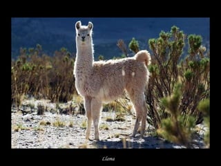 Llama   