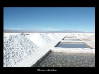 Piletones en las salinas   