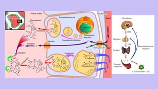 Comprehensive Overview of the Thyroid Gland: Anatomy, Physiology, and ...