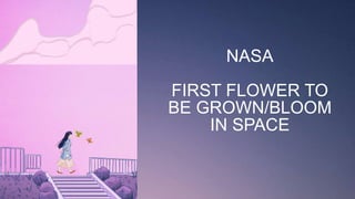 NASA
FIRST FLOWER TO
BE GROWN/BLOOM
IN SPACE
 