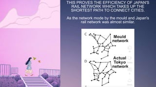 THIS PROVES THE EFFICIENCY OF JAPAN'S
RAIL NETWORK WHICH TAKES UP THE
SHORTEST PATH TO CONNECT CITIES.
As the network mode by the mould and Japan's
rail network was almost similar.
 