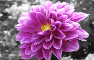 Purple flower portfollio