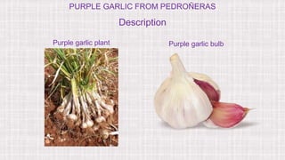 PURPLE GARLIC FROM PEDROÑERAS
Description
Purple garlic plant Purple garlic bulb
 