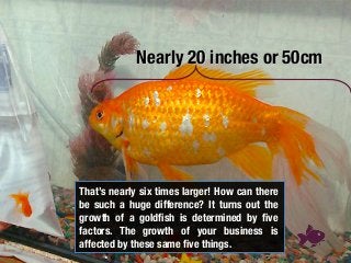 Nearly 20 inches or 50cm 
That’s nearly six times larger! How can there
be such a huge difference? It turns out the
growth of a goldﬁsh is determined by ﬁve
factors. The growth of your business is
affected by these same ﬁve things.
 