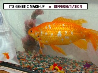 2
ITS GENETIC MAKE-UP
 = DIFFERENTIATION
 